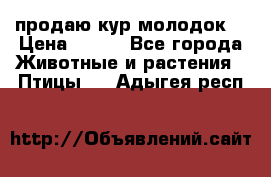 продаю кур молодок. › Цена ­ 320 - Все города Животные и растения » Птицы   . Адыгея респ.